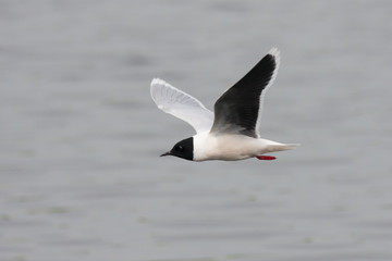 Little gull flying above water. Cute small black-headed rare waterbird. Bird in wildlife.