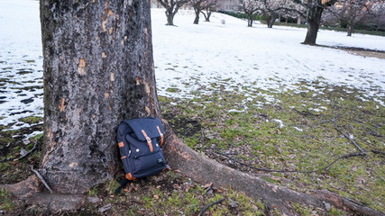 backpack against a tree