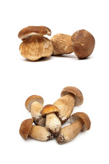 forest mushrooms isolated on white background
