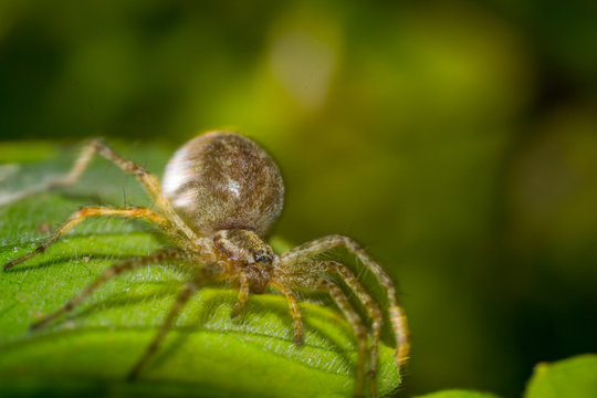 spider on leaf macro photo