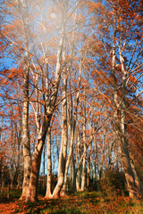 Fototapeta premium Autumn forest background. Natural environment.