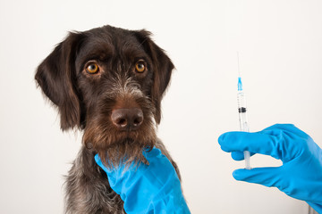 hands of vet preparing syringe for injection for dog