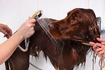 hands washing dog at groomer salon