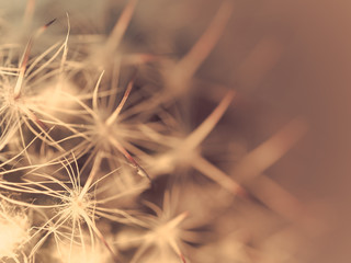Close up on a cactus with thorns