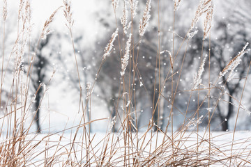 dry plants and out of focus trees in the background covered with a layer of snow and during snowfall