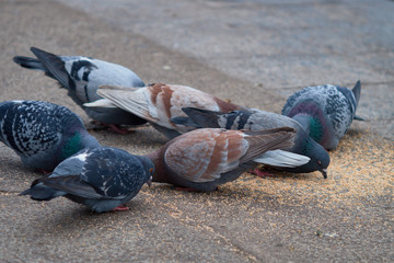 Wild ducks mallard and pigeons on the river bank. Autumn winter landscape.