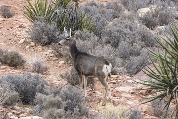 Obraz premium Doe Mule Deer at Red Rock Canyon National Conservation Area near Las Vegas, Nevada.