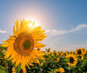 Obraz premium Beautiful sunflowers in the field natural background, Sunflower blooming.