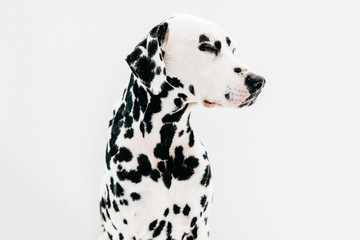 Dalmatian