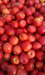 Äpfel Pink Lady