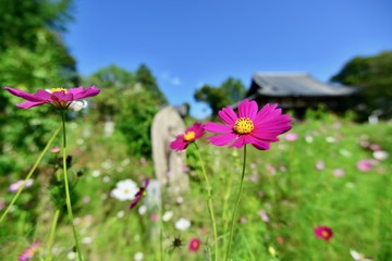 コスモスの寺とちょうちょ