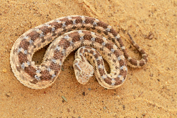 Saharan horned viper, Sahara desert, Tunisia