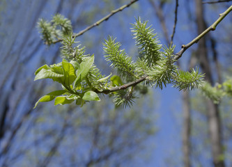 branch of a tree with green earrings