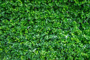 Obraz premium Spring scenes of green fern in the garden with abstract green soft nature background and wallpaper