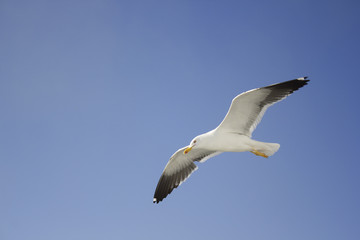 Fototapeta na wymiar flying bird seagull in the sky