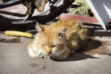 Streunende Katze in einer ruhigen Ecke