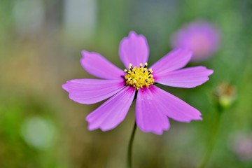 Fototapeta premium コスモスの寺とちょうちょ
