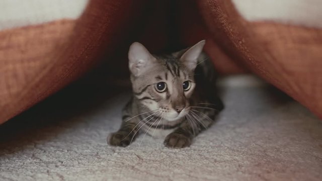 Cat Keeps Track Of The Prey At Home. Cute Cat Playing Indoors, Ready To Jump.