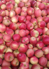 Äpfel Braeburn