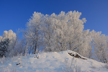beautiful winter landscape in the woods on a clear sunny day