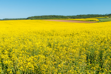 Fototapeta premium Blühendes Rapsfeld