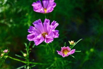 コスモスの寺とちょうちょ