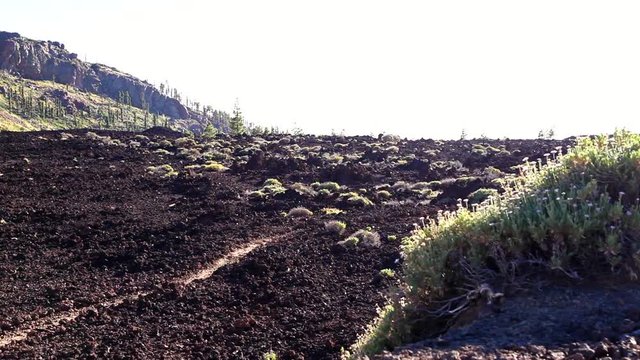 tierra volc&aacute;nica de color negro con la vegetaci&oacute;n tipica de la zona que se encuentra en los alrededores del Parque Nacional del Teide en  Tenerife,  Islas Canarias, Espa&ntilde;a