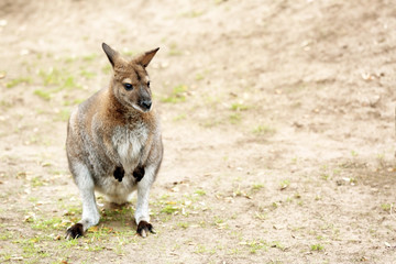 Cute funny kangaroo in zoological garden