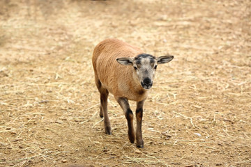 Cute lamb in farm yard