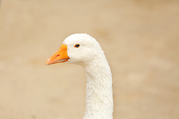 Cute white goose on blurred background, closeup