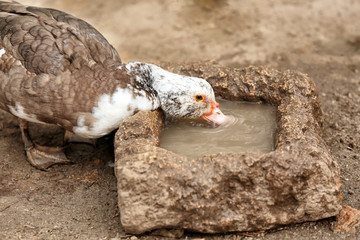 Cute muscovy duck drinking water in poultry yard