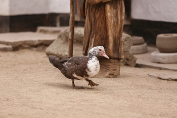 Cute muscovy duck in poultry yard
