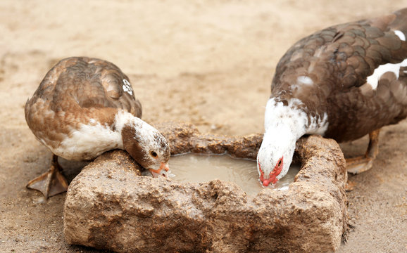 Cute muscovy ducks drinking water in poultry yard