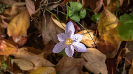 Autumn flower among yellowed leaves of maple and oak
