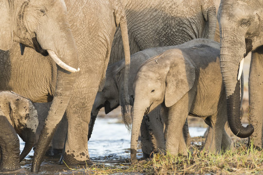 Elephants drinking water in a river