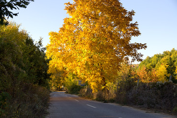 Naklejka premium Autumn