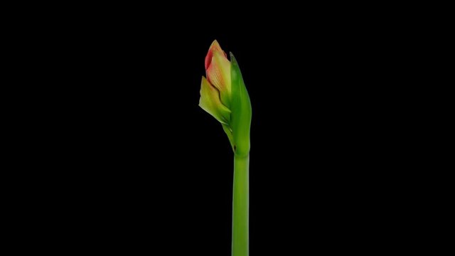 Time-lapse opening Minerva Christmas amaryllis flower 1x2 in Animation format with ALPHA transparency channel isolated on black background