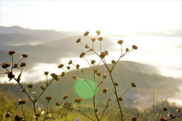 Flores no alto do Pico do Olho D'agua no nascer do sol.