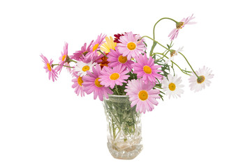 pink daisy in a vase isolated