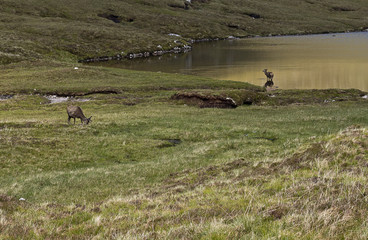 Stags in lock on Ben Nevis