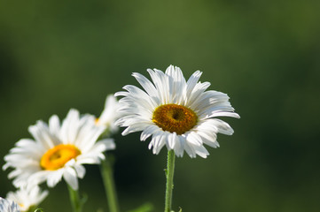 Blooming camomile, selective focus