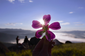 Flor no contra luz