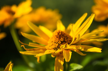 bouquet of bright yellow flowers Heliopsis helianthoides