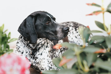Pointer resting in a garden hiding among plants