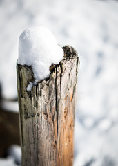 Broken Tree in The Snow