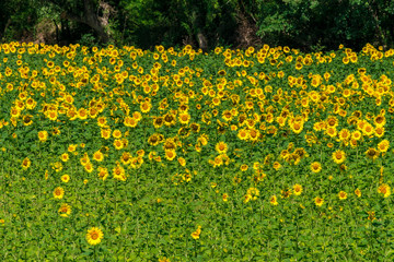 Obraz premium Sonnenblumenfeld