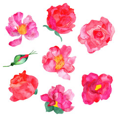 Passionate red and pink flowers on the white background, isolated.