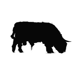 Silhouette of scottish bull (cattle).