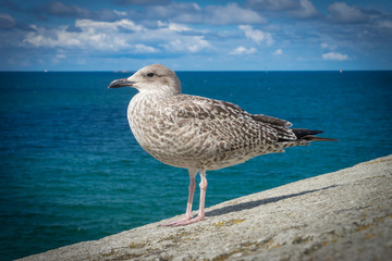 Petit go&eacute;land sur les remparts de Saint-Malo