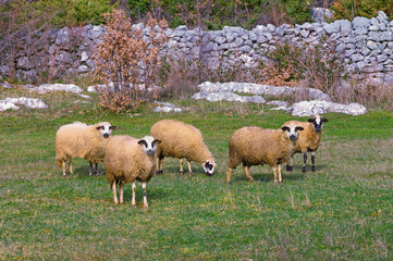 Obraz premium Five sheeps in the pasture in the autumn day. Bosnia and Herzegovina
